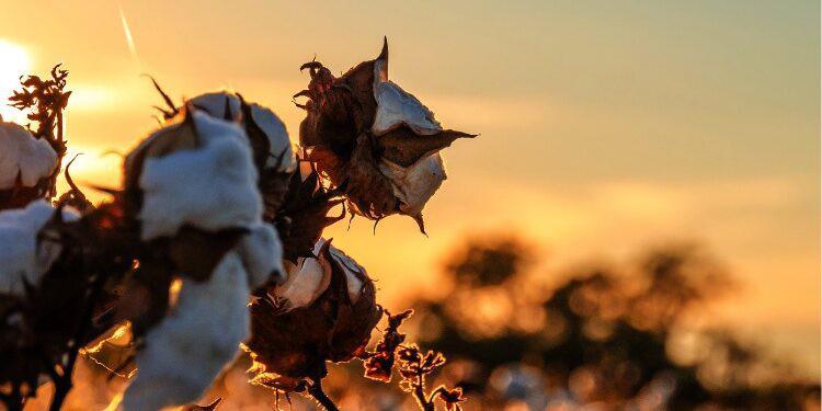 Exportação de algodão pode levar Brasil para título mundial em 2023!