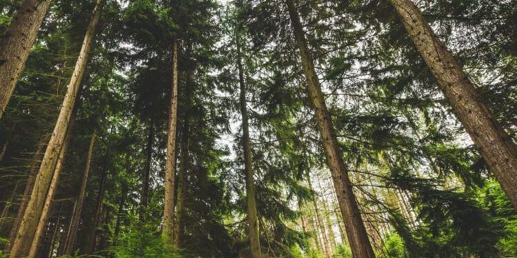 Pesagem Assertiva no setor florestal: Precisão e segurança acima de tudo!